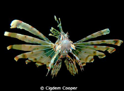 Pterois miles by Cigdem Cooper 